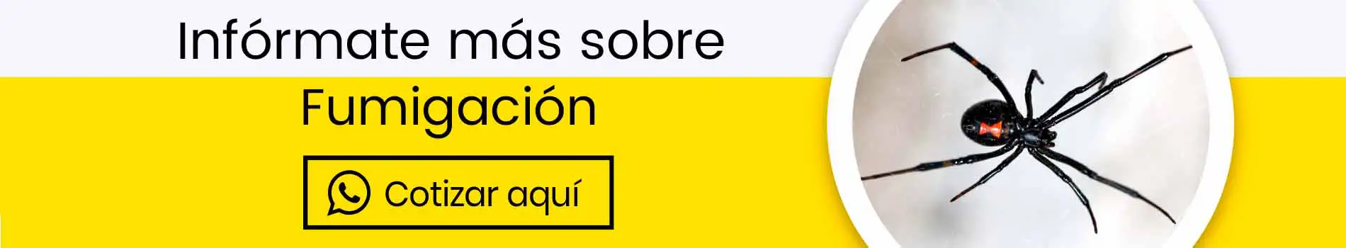 bca-cta-cot-fumigacion-de-aranas