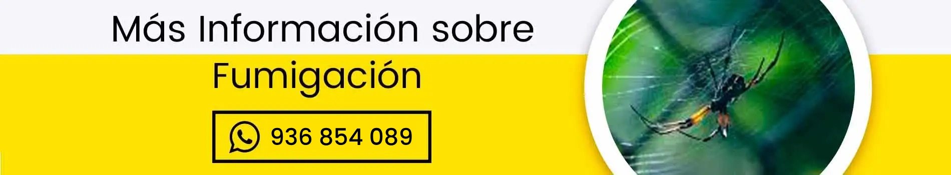 bca-cta-num-fumigacion-de-aranas-serv