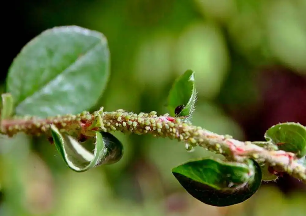 como eliminar plagas en plantas