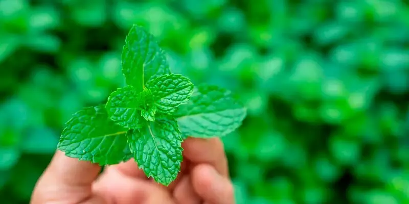 beneficios de la hoja de menta