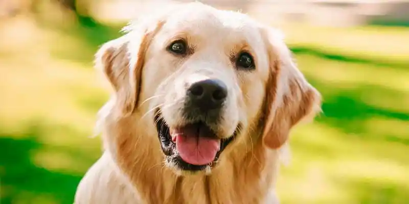 labrador golden