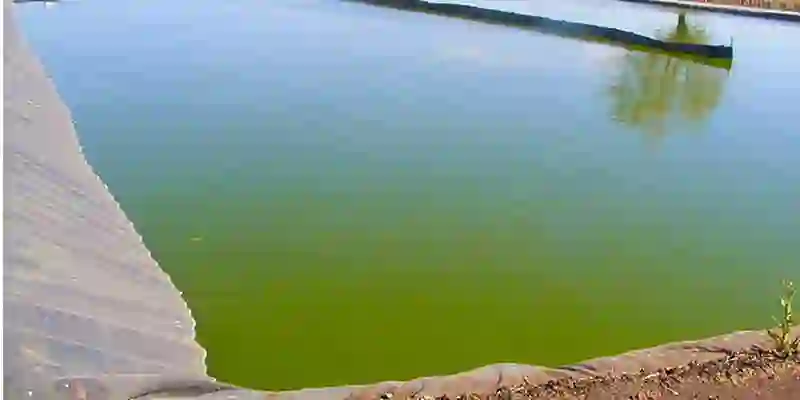 laguna con agua verde