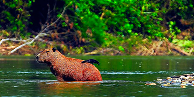 Animal Iiap Casa Lima Animal Iiap Casa Lima