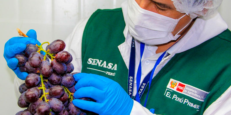 Fruta Persona Senasa Casa Lima Fruta Persona Senasa Casa Lima