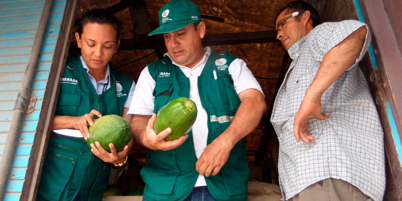 Personas Fruta Senasa Casa Lima Personas Fruta Senasa Casa Lima