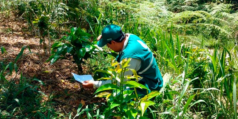 Plantas Senasa Casa Lima Plantas Senasa Casa Lima