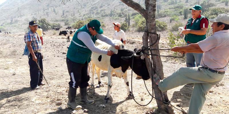 Vacuna Vaca Senasa Casa Lima Vacuna Vaca Senasa Casa Lima