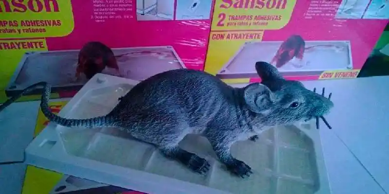 Exterminador de ratas en casa