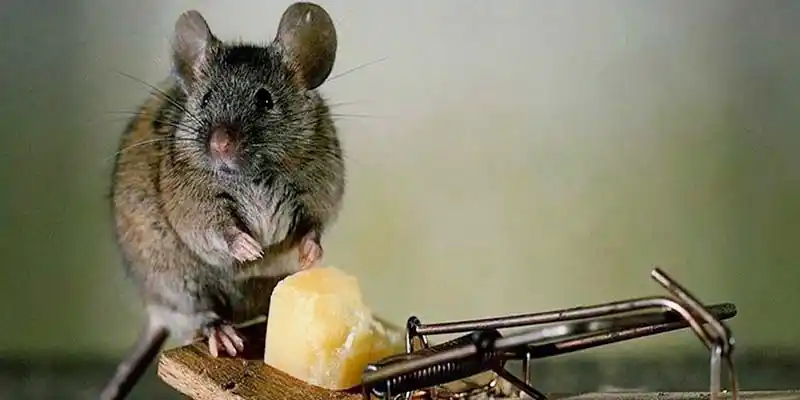 trampas para ratas grandes caseras