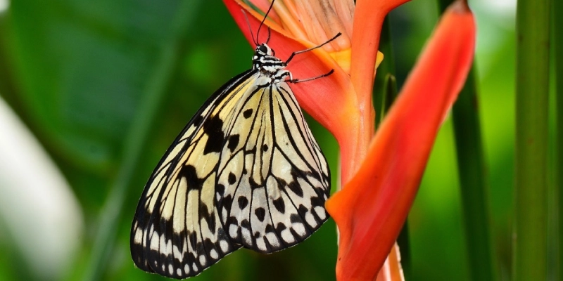 mariposa posando