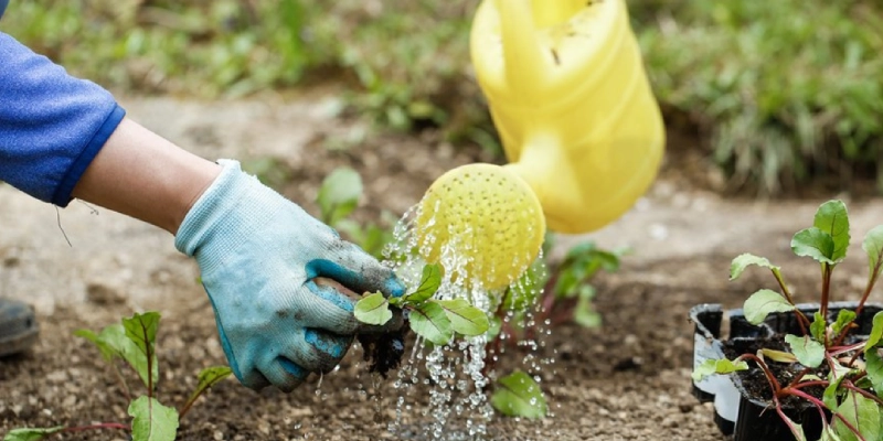 jardineria