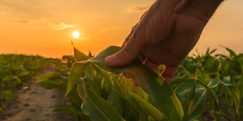 peróxido de hidrógeno en agricultura