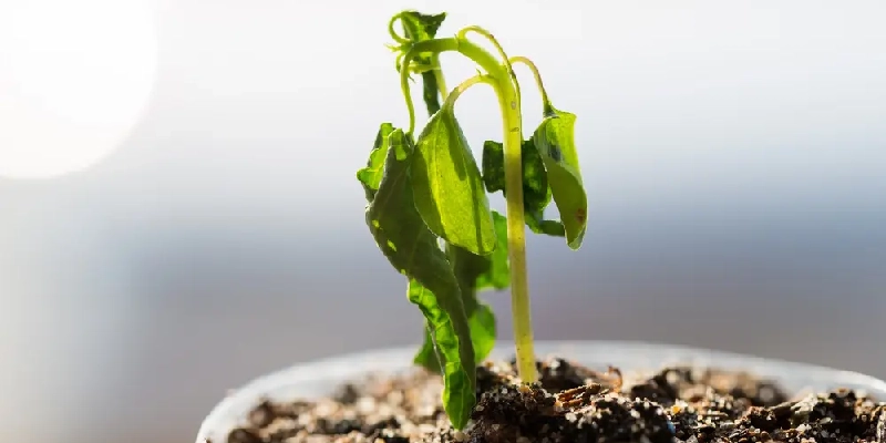 riesgos en las plantas al usar hipoclorito de calcio