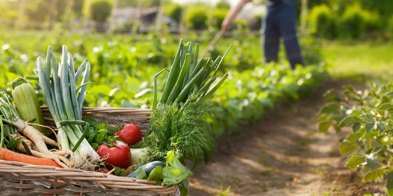 borato sus usos en la agricultura